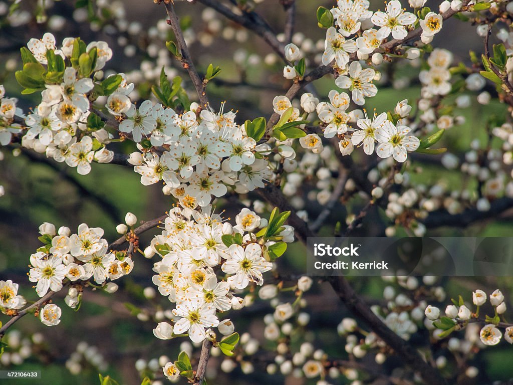 Blossom of Schlehdorn - Lizenzfrei April Stock-Foto