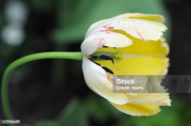 Open Yellow Tulip Stock Photo - Download Image Now - Blossom, Day, Flower