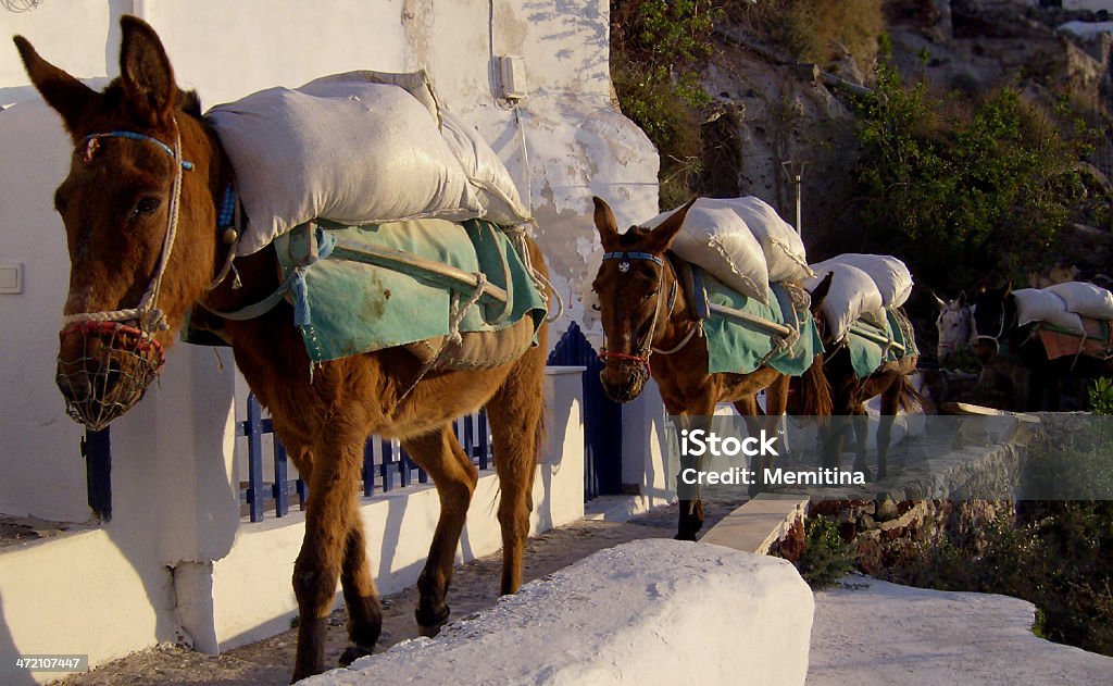 Beschäftigt Eseln geführt werden - Lizenzfrei Beladen Stock-Foto