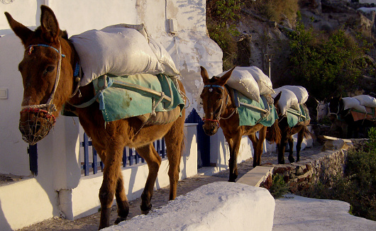 Group of donkeys carrying bags of building materials in Oia, Santorini island.