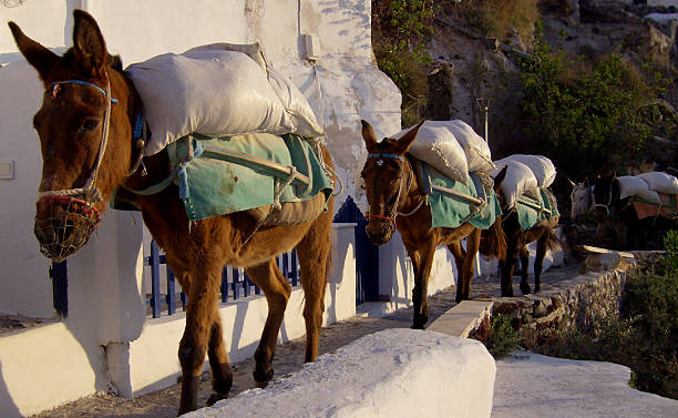 Busy Donkeys stock photo
