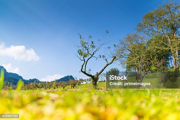 Schöne Sonne An Einem Nebligen Morgenberge Stockfoto und mehr Bilder von Anhöhe - Anhöhe, Asien, Baum