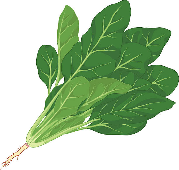 ilustrasi bayam dengan akar dengan latar belakang putih - bayam sayuran daun ilustrasi stok