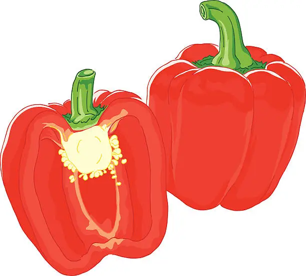 Vector illustration of Bell Pepper