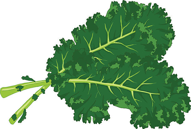 Two large kale leaves on a white background Vector illustration of fresh kale leaf.  kale stock illustrations