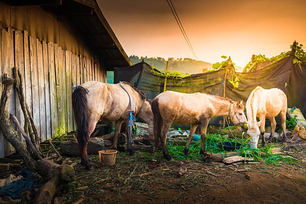 istock Thai horse eating grass in a field. 472107997