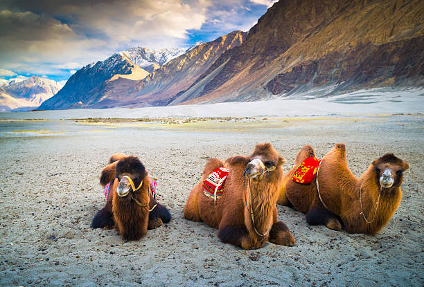 cammello è in attesa per i turisti nella valle di nubra, leh. - camel back foto e immagini stock