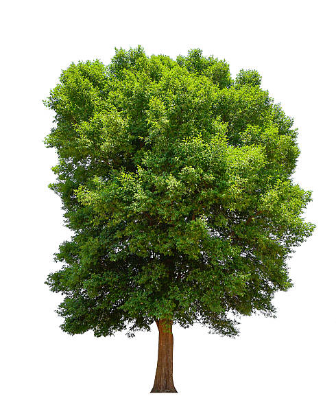 istock Irvingia malayana also known as Wild Almond, tropical tree 472108400