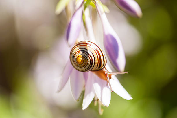 A common garden snail on a hosta bloom in a summer garden.
