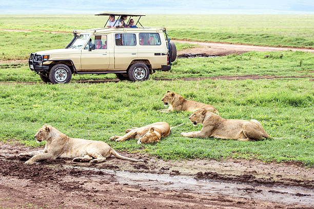 582 Safari Jeep Tanzania Safari Animals Stock Photos, Pictures &  Royalty-Free Images - iStock