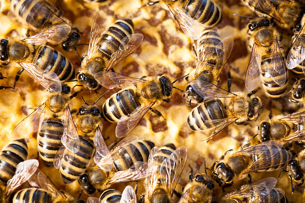istock Macro shot of bees swarming on a honeycomb 472108828
