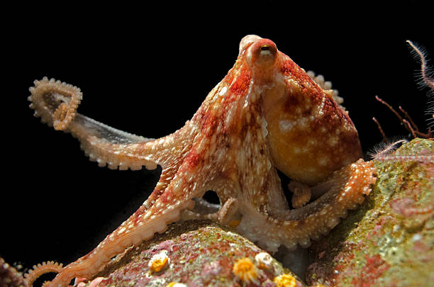 octopus rubescens - red octopus foto e immagini stock