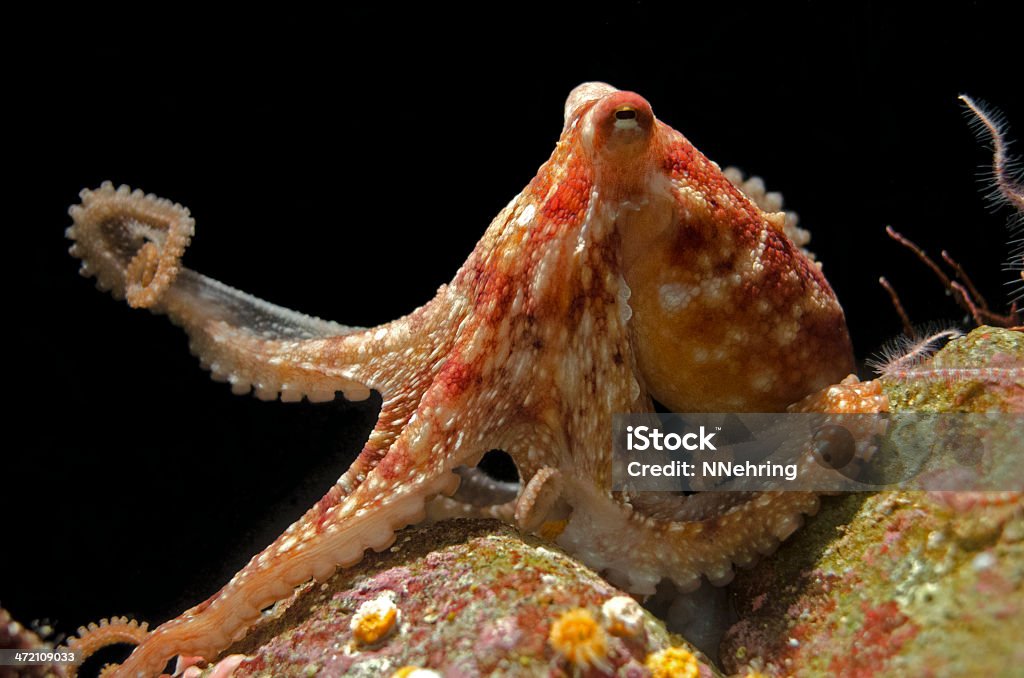 red octopus Red octopus, Octopus rubescens. Native of west coast of North America. Octopus Stock Photo