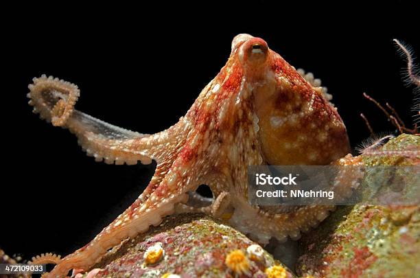 Red Octopus Stock Photo - Download Image Now - Octopus, Red Octopus, Animal