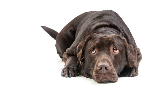Sad guilty looking labrador dog isolated on white
