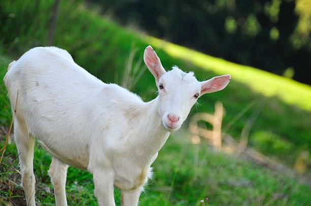 White Nanny Goat stock photo