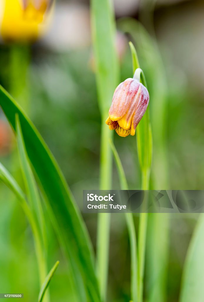 Orange fritillaria in the garden 2015 Stock Photo