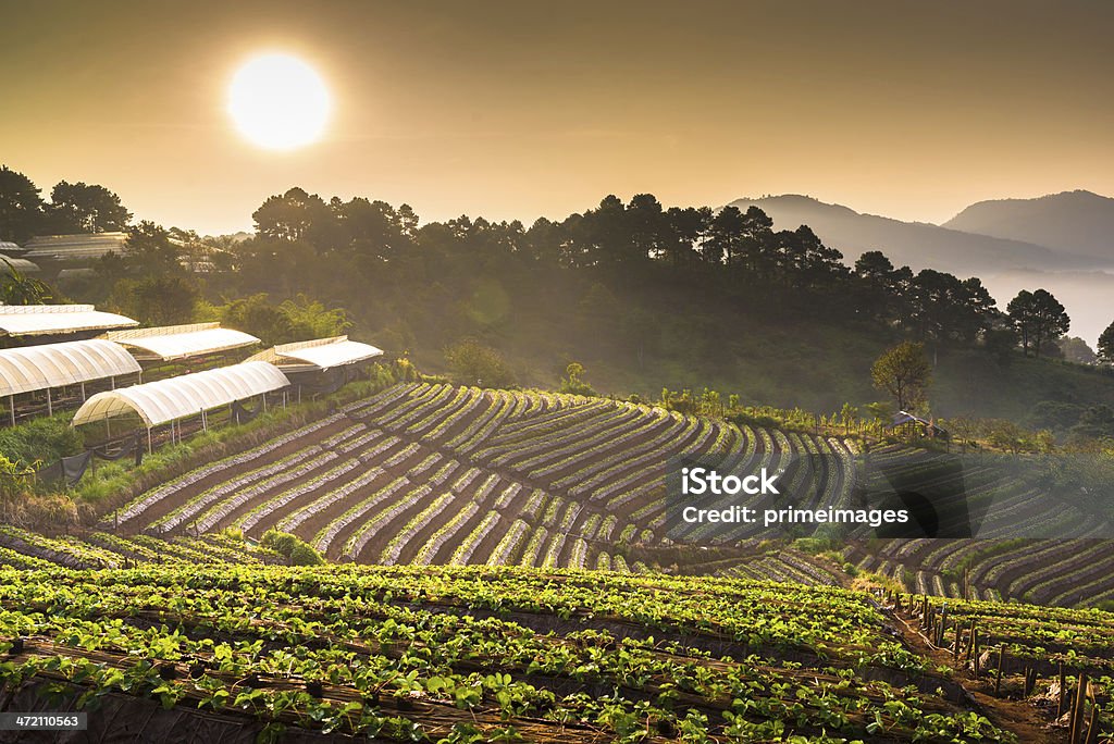 Beautiful sunshine at misty morning mountains . Beautiful sunshine at misty morning mountains at north thailand Agricultural Field Stock Photo