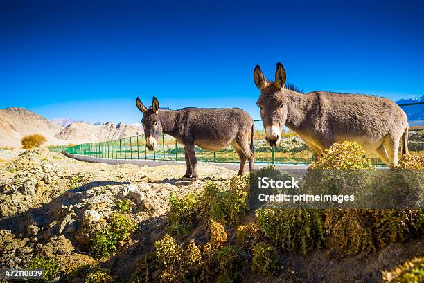 Grey Burro Em Norther Parte Da Índia - Fotografias de stock e mais imagens de Agricultura - Agricultura, Ajardinado, Aldeia