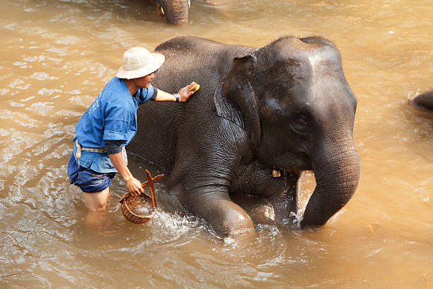 Chian Mai, Thailand - March 07, 2011 : Thai man bathing his elephant in a river near Maesa elephant camp