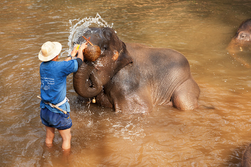 Chian Mai, Thailand - March 07, 2011 : Thai man bathing his elephant in a river near Maesa elephant camp