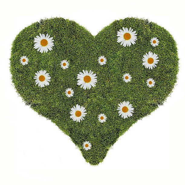 istock heart symbol from green moss and chamomiles 472111741