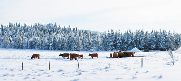 vacuno de congelado canadiense campo - cattle cow hill quebec fotografías e imágenes de stock