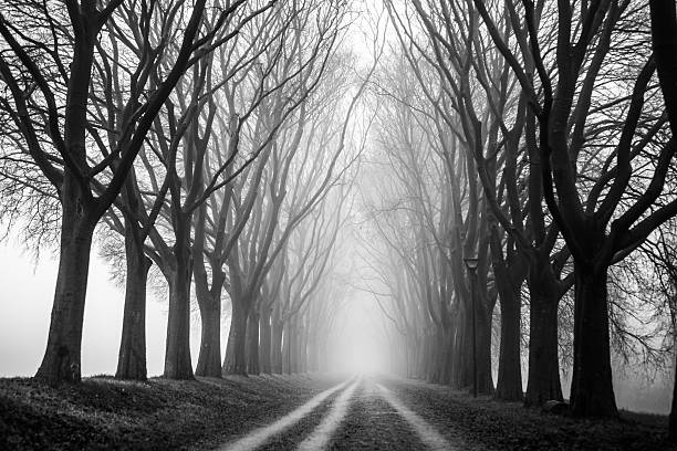 route de campagne canopée dans le brouillard - autumn street single lane road tree photos et images de collection