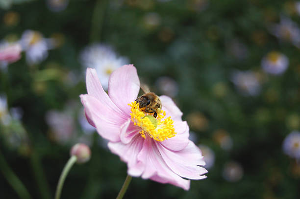 bee on a pink anemone flower (Anemone hupehensis) bee on a pink anemone flower (Anemone hupehensis) japanese anemone windflower flower anemone flower stock pictures, royalty-free photos & images
