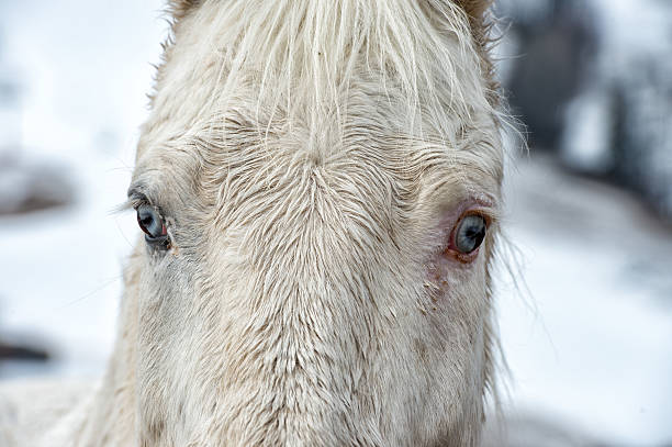 istock white horse blue eye 472114288