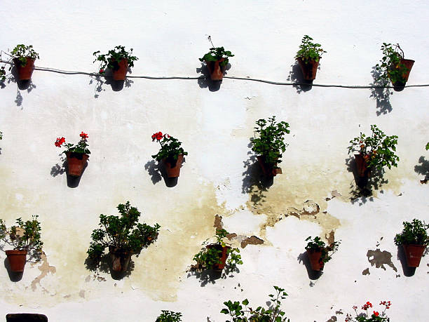 Wall in Cordoba decorated with flowerpots