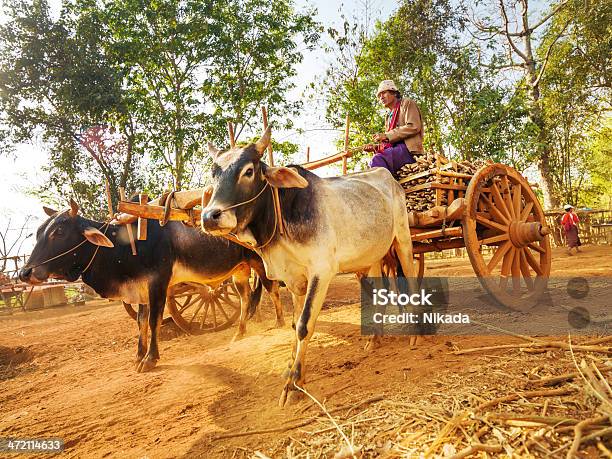 Asian Farmer Riding Wooden Cart Myanmar Stock Photo - Download Image Now - Agriculture, Animal, Animal-Powered Vehicle
