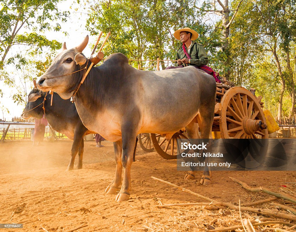 Asiático agricultor dirigindo o carrinho de madeira, Myanmar - Royalty-free Agricultor Foto de stock