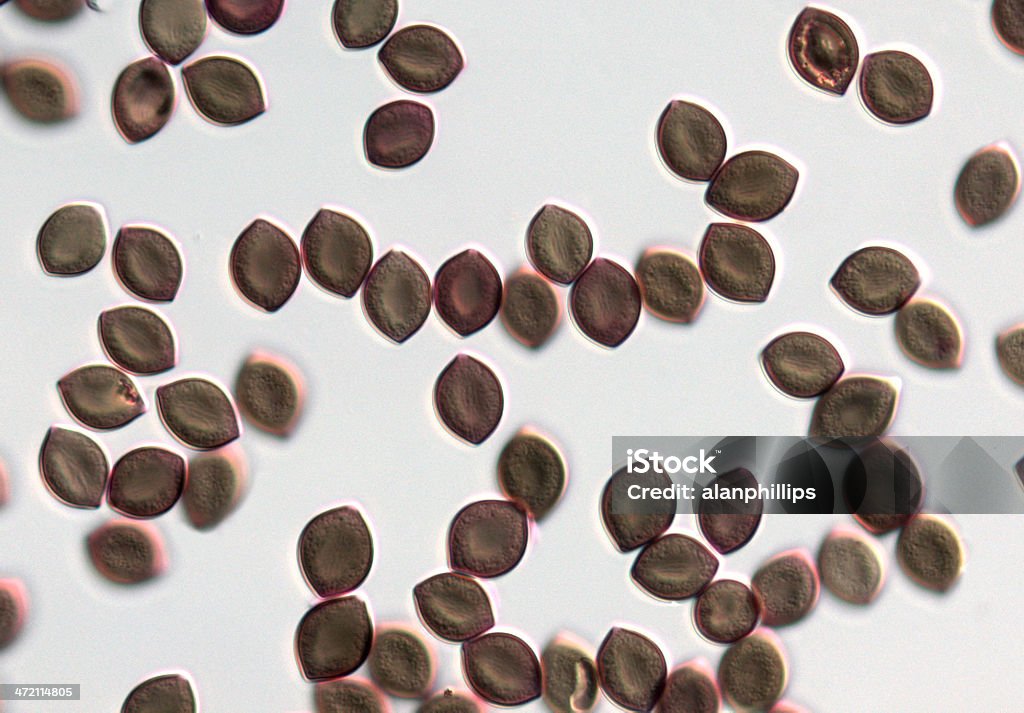 Гриб spores - Стоковые фото Chaetomium Globosum роялти-фри