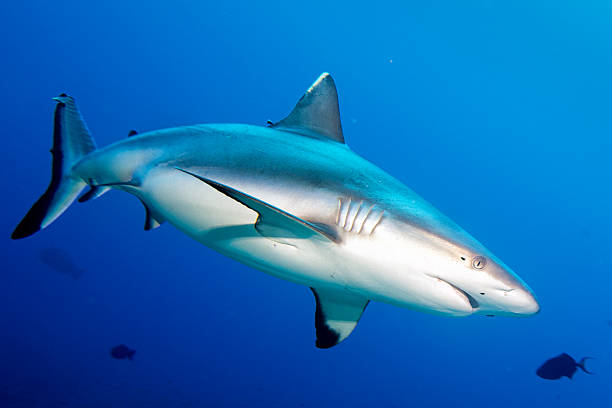 istock Grey shark jaws ready to attack in the blue 472115278