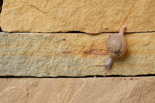 snail crawl on the wall