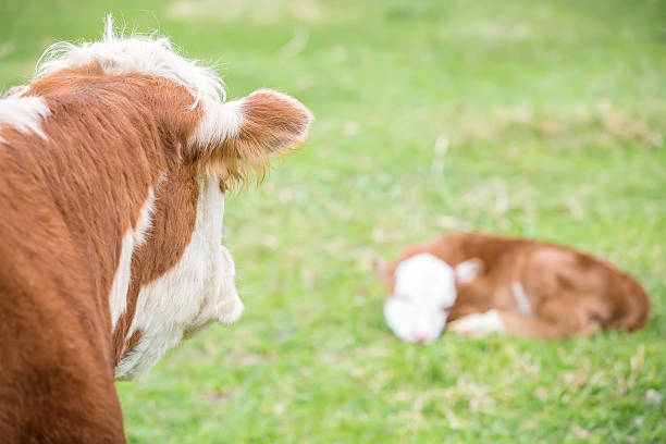istock Rear View of Hereford Cow Looking at Her Calf 472116084