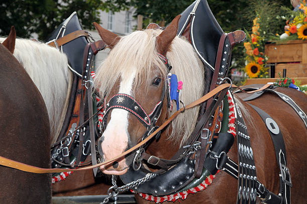 Munich, Germany, September 21, 2013 the start of the oktoberfest is always with a big parade with horses, coaches and traditional costumes. It goes from the center of munich to the theresienwiese. All Breweries, artists and owner of the beer tents go with music and wonderful coaches to the start of the festival. At 11.00h the minister of bavaria and the mayor of the city munich will start the first mass beer in the tent of schottenhamel. In this picture you see horses waiting for the parade