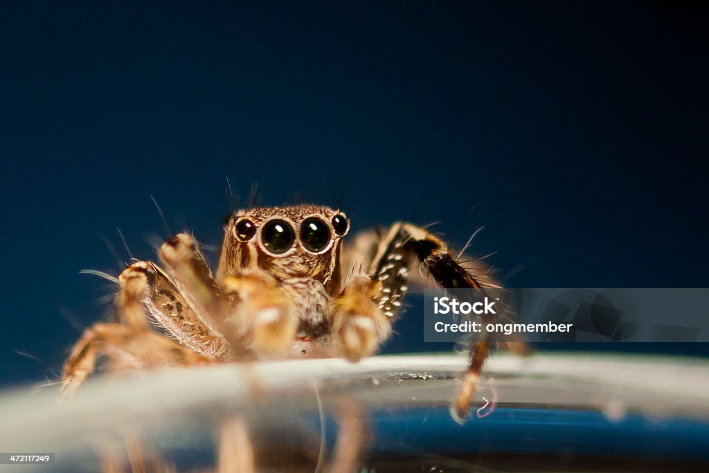 Close-up view di Ragno lupo isolato su nero - Foto stock royalty-free di Ragno