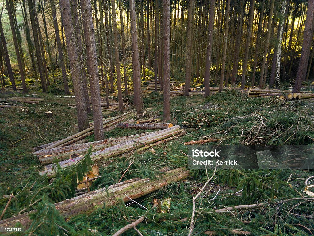 wood harvest im winter im Wald - Lizenzfrei Birke Stock-Foto