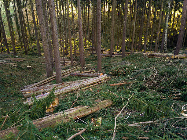 wood harvest in an old forest with a lot of wild trees. Mobilestock