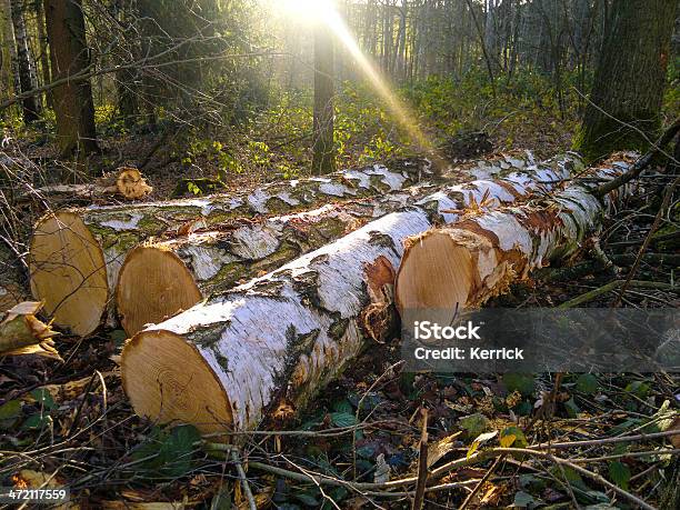 Wood Harvest Im Winter Im Wald Stockfoto und mehr Bilder von Timberland - Arizona - Timberland - Arizona, Birke, Ernten
