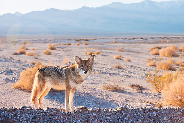 coyote in death valley - desert animals fotografías e imágenes de stock