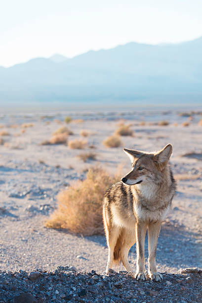 coyote dans la vallée de la mort - coyote desert outdoors day photos et images de collection