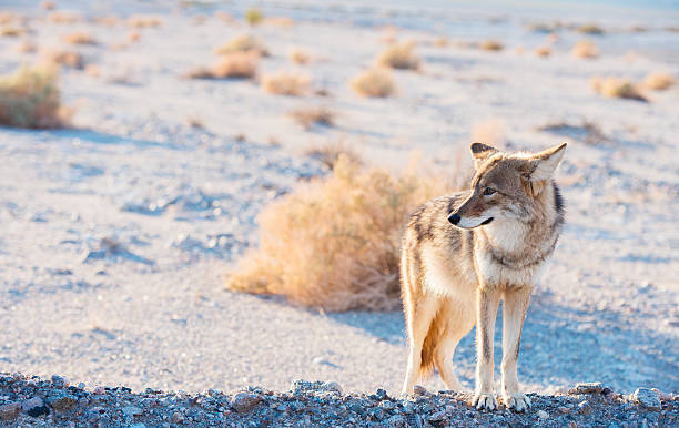 койот в долине смерти - coyote desert outdoors day стоковые фото и изображения