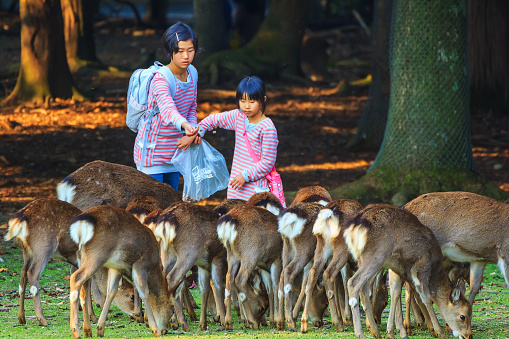 Nara, Japan - November 16 2013:  Unidentified female children feed Sika deer with traditional Japanese \