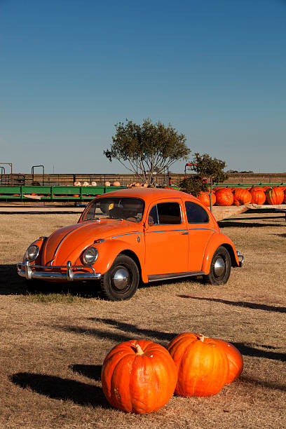Fall Harvest - Pumpkins For Sale Lubbock, Texas, USA - October 12, 2013: Farm outside of Lubbock Texas that is selling pumpkins for Halloween and Thanksgiving and has an old orange Volkswagen "Bug" setting out with the pumpkins funny thanksgiving stock pictures, royalty-free photos & images