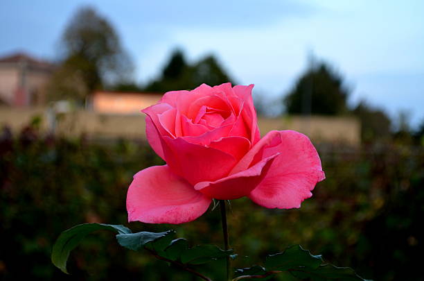 istock Red rose in a garden 472118818