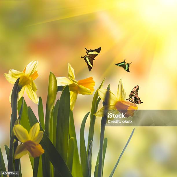 Желтый Нарцисс Жёлтый — стоковые фотографии и другие картинки Бабочка - Бабочка, Белый, Ботаника
