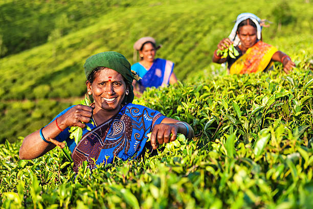 тамилы pickers сбор чая листья на плантации, южная индия - tea crop picking women agriculture стоковые фото и изображения